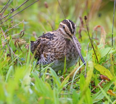 Watersnip - Common Snipe