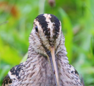 Watersnip - Common Snipe