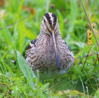Watersnip - Common Snipe