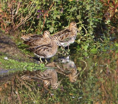Watersnippen - Common Snipes