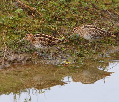 Watersnippen - Common Snipes