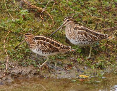 Watersnippen - Common Snipes