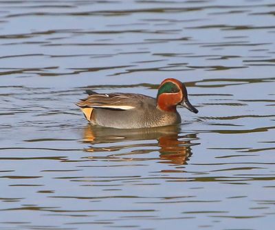 Wintertaling - Common Teal