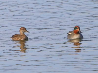 Wintertalingen - Common Teals