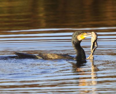 Aalscholver - Great Cormorant