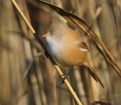 Baardman - Bearded Reedling