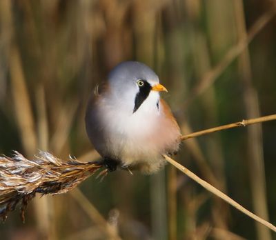 Baardman - Bearded Reedling