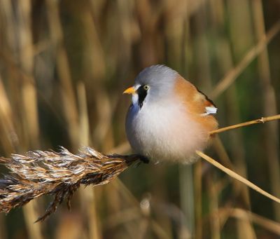 Baardman - Bearded Reedling