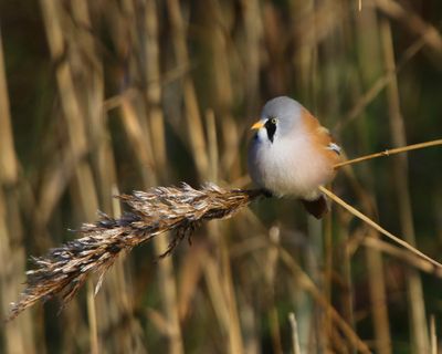 Baardman - Bearded Reedling