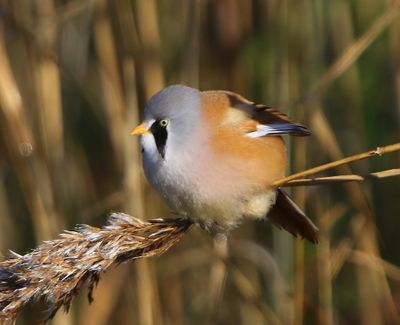 Baardman - Bearded Reedling