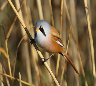 Baardman - Bearded Reedling