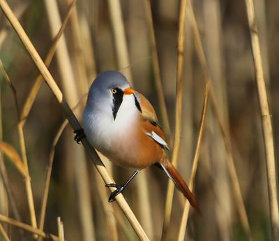 Baardman - Bearded Reedling
