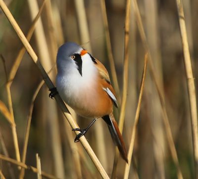 Baardman - Bearded Reedling