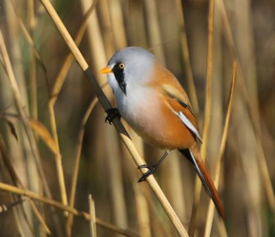 Baardman - Bearded Reedling