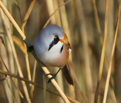 Baardman - Bearded Reedling