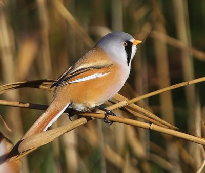 Baardman - Bearded Reedling