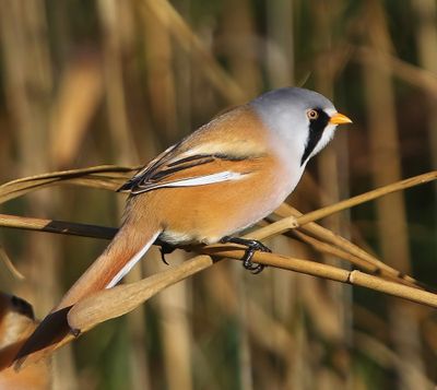 Baardman - Bearded Reedling