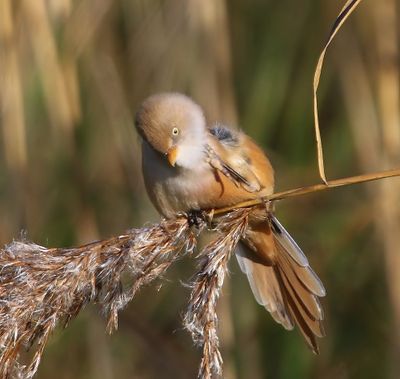 Baardman - Bearded Reedling