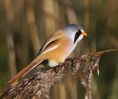 Baardman - Bearded Reedling