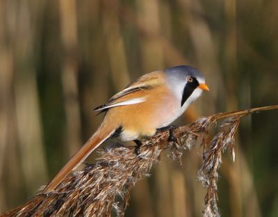 Baardman - Bearded Reedling
