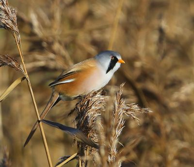 Baardman - Bearded Reedling