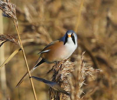 Baardman - Bearded Reedling