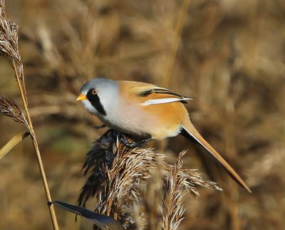 Baardman - Bearded Reedling