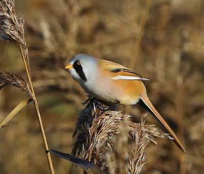 Baardman - Bearded Reedling