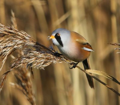 Baardman - Bearded Reedling