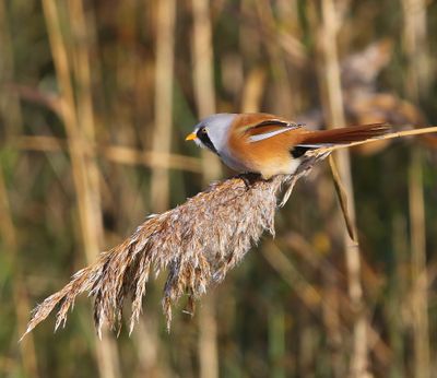 Baardman - Bearded Reedling