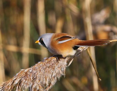 Baardman - Bearded Reedling