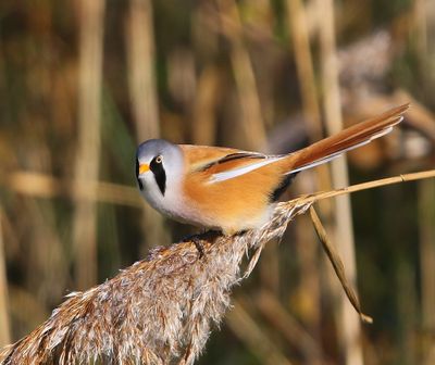 Baardman - Bearded Reedling