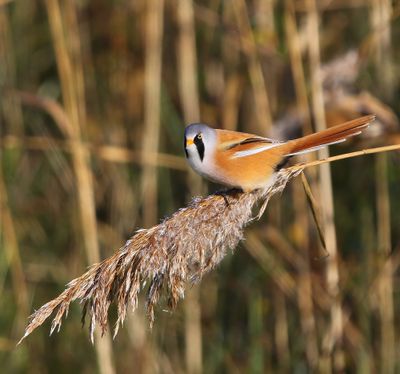 Baardman - Bearded Reedling