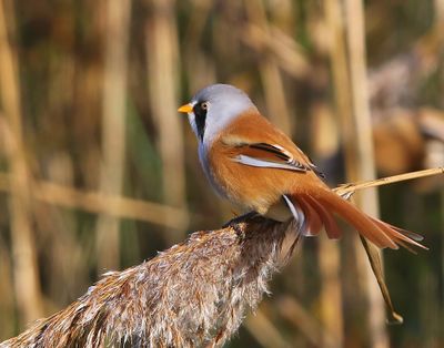 Baardman - Bearded Reedling