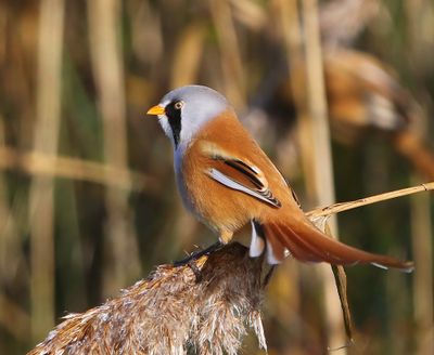 Baardman - Bearded Reedling
