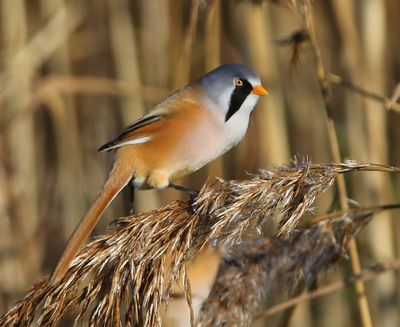 Baardman - Bearded Reedling