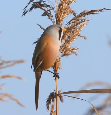 Baardman - Bearded Reedling