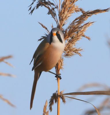 Baardman - Bearded Reedling