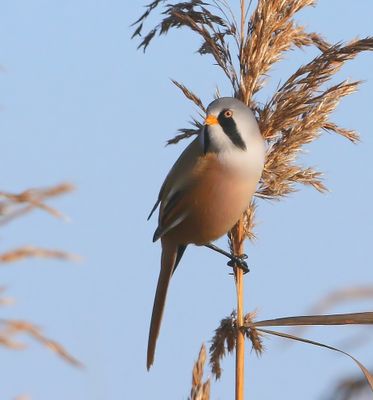Baardman - Bearded Reedling