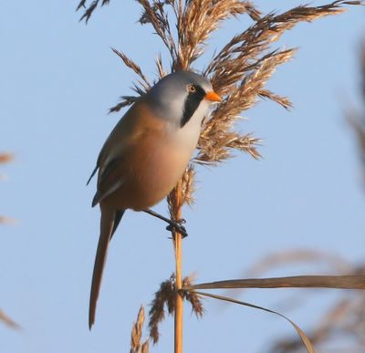 Baardman - Bearded Reedling