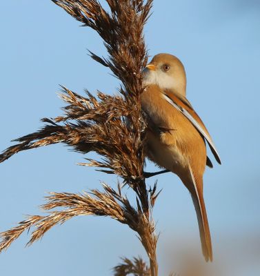 Baardman - Bearded Reedling