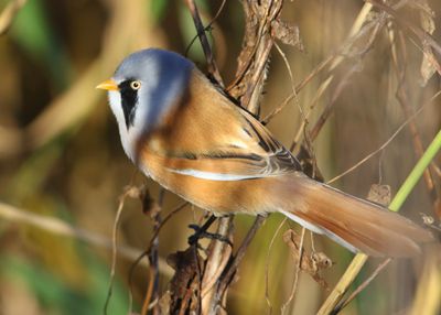Baardman - Bearded Reedling