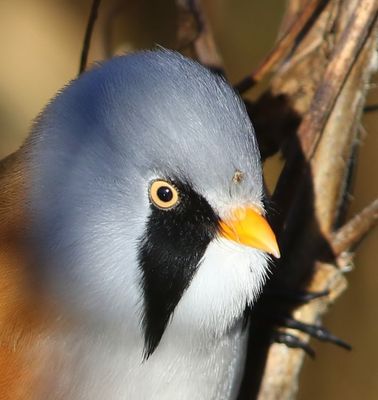 Baardman - Bearded Reedling