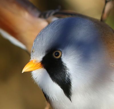 Baardman - Bearded Reedling