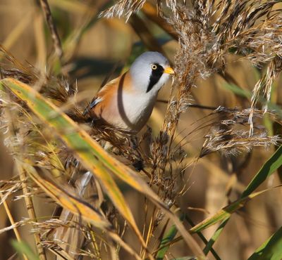 Baardman - Bearded Reedling