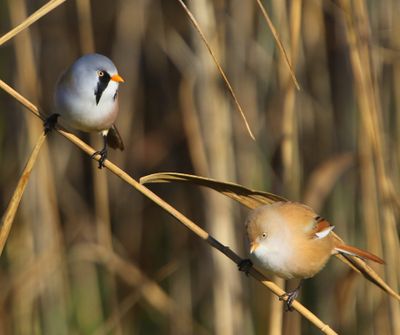 Baardmannetjes - Bearded Reedlings