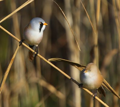 Baardmannetjes - Bearded Reedlings