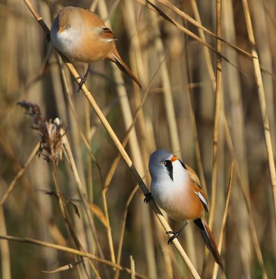 Baardmannetjes - Bearded Reedlings