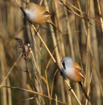 Baardmannetjes - Bearded Reedlings