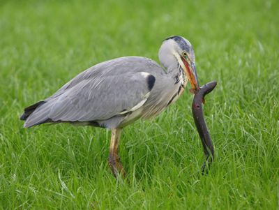 Blauwe Reiger - Grey Heron